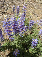 Lupinus neomexicanus
