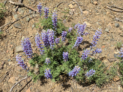 Lupinus neomexicanus