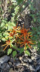 Erythrina leptorhiza