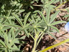 Lupinus neomexicanus