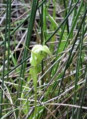 Pterostylis micromega