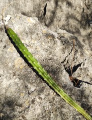 Selenicereus spinulosus