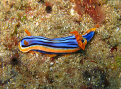 Chromodoris hamiltoni
