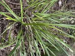 Cordyline pumilio