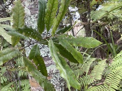 Elaeocarpus dentatus