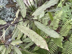 Elaeocarpus dentatus