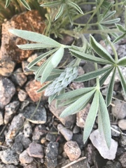 Lupinus nevadensis