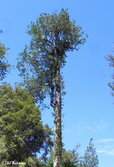 Laurelia sempervirens