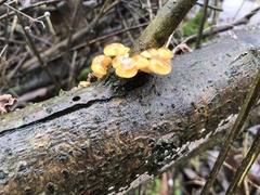 Flammulina velutipes