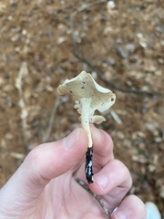 Loweomyces fractipes