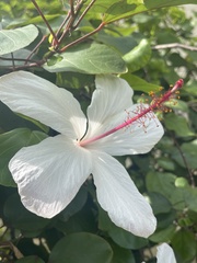Hibiscus arnottianus