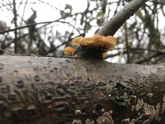 Flammulina velutipes