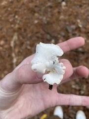 Loweomyces fractipes