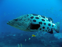 Epinephelus tukula