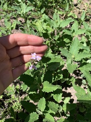 Pitraea cuneato-ovata