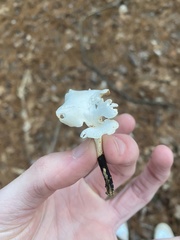 Loweomyces fractipes