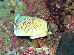 Chaetodon guttatissimus