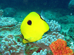 Chaetodon interruptus