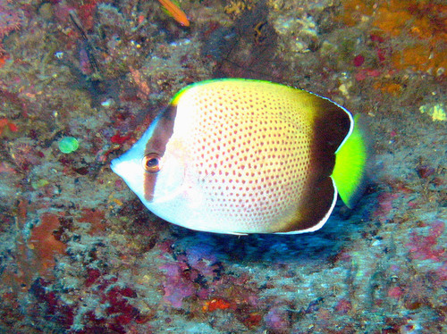 Afrikaanse koraalvlinder (Chaetodon dolosus) — Chaetodontidae — 4
