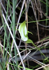 Pterostylis micromega