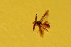 Richardia telescopica