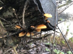 Flammulina velutipes
