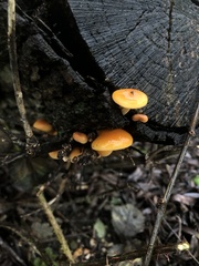 Flammulina velutipes