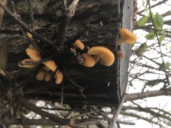 Flammulina velutipes