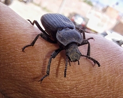 Coleoptera