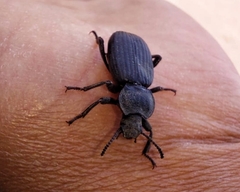 Coleoptera