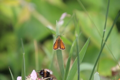 Thymelicus lineola