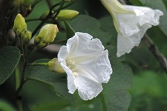 Ipomoea saopaulista