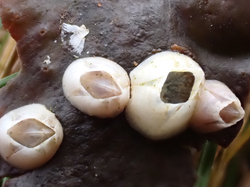 bay barnacle