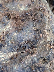 Crematogaster opuntiae