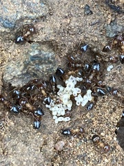 Crematogaster opuntiae