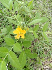 Senna hirsuta