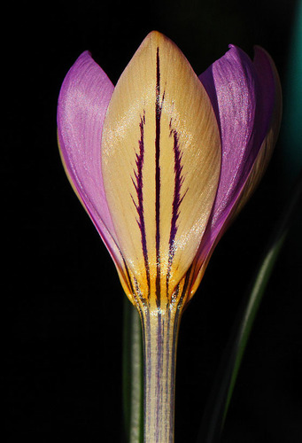 Redolent Crocus