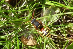 Nomada bifasciata