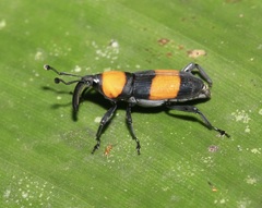 Rhodobaenus augustinus