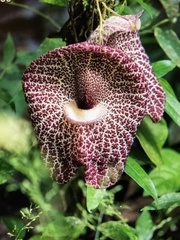 Aristolochia cordiflora image