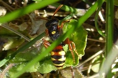 Nomada bifasciata