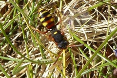 Nomada bifasciata
