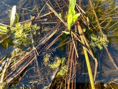 Proserpinaca pectinata