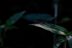 Chlorocypha pyriformosa