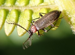 Schizotus cervicalis