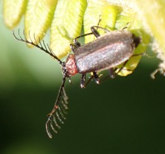 Schizotus cervicalis