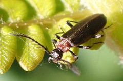 Schizotus cervicalis