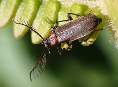 Schizotus cervicalis