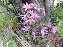 Olsynium scirpoideum