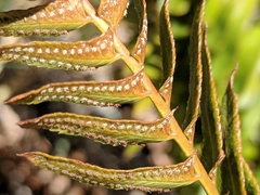 Polystichum imbricans